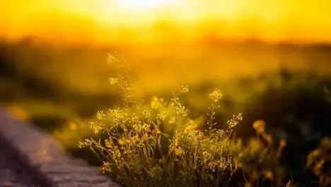 英雄联盟百年愿景与MSI战队实力榜：GEN领跑，新英雄芸阿娜揭秘